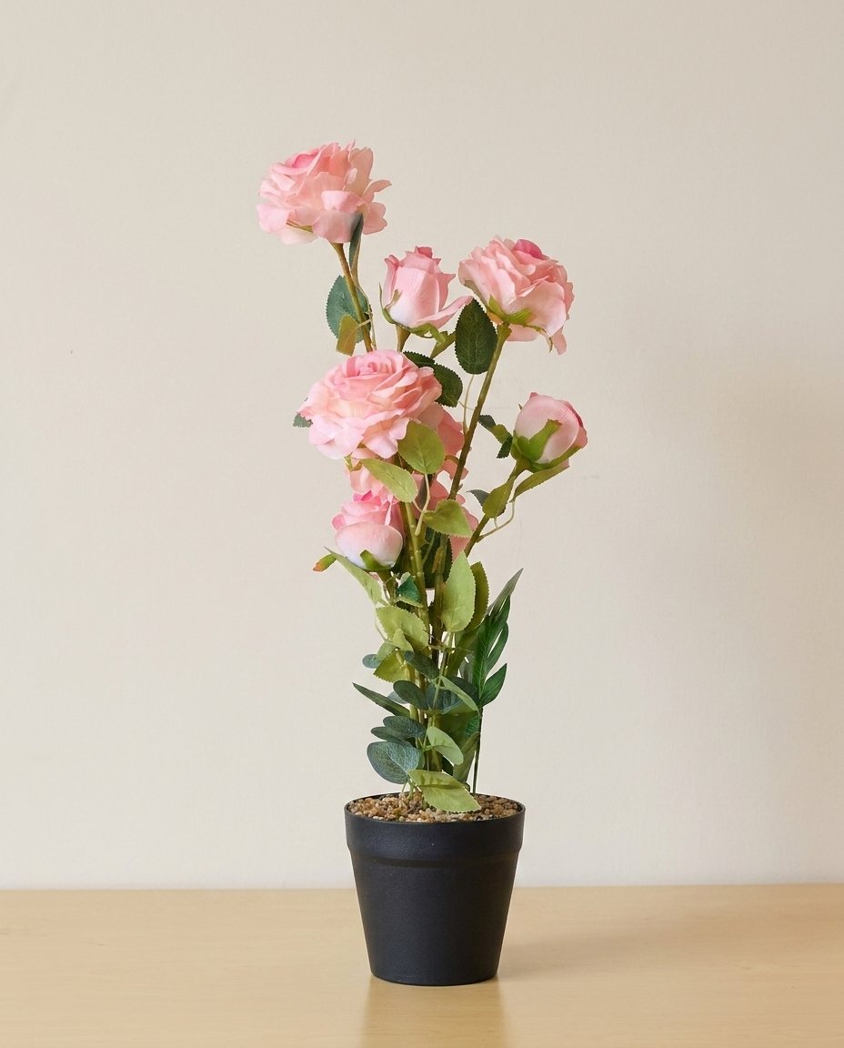 Rose in Black Pot